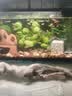 彻朗鱼缸氧气泵静音增氧泵家用打氧泵小型加氧泵增氧机2w 实拍图