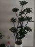 叹为观止大型植物发财树各种大颗盆栽开业乔迁客厅办公室内好养大型花卉 造型鸭脚木【1.4-1.6米】 含盆 实拍图