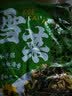 云山半宁波风味雪菜464g 雪里蕻红 0添加防腐剂咸菜即食下饭菜腌渍菜 实拍图
