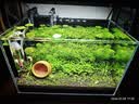 尼特利AT5S水草灯530S专业级全光谱led伸缩鱼缸灯专用植物补光灯 实拍图