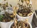 桂花树苗盆栽室内四季桂花卉植物金桂丹桂庭院大树浓香型绿植开花 精品四季桂花60-70cm【原土球发货】 实拍图