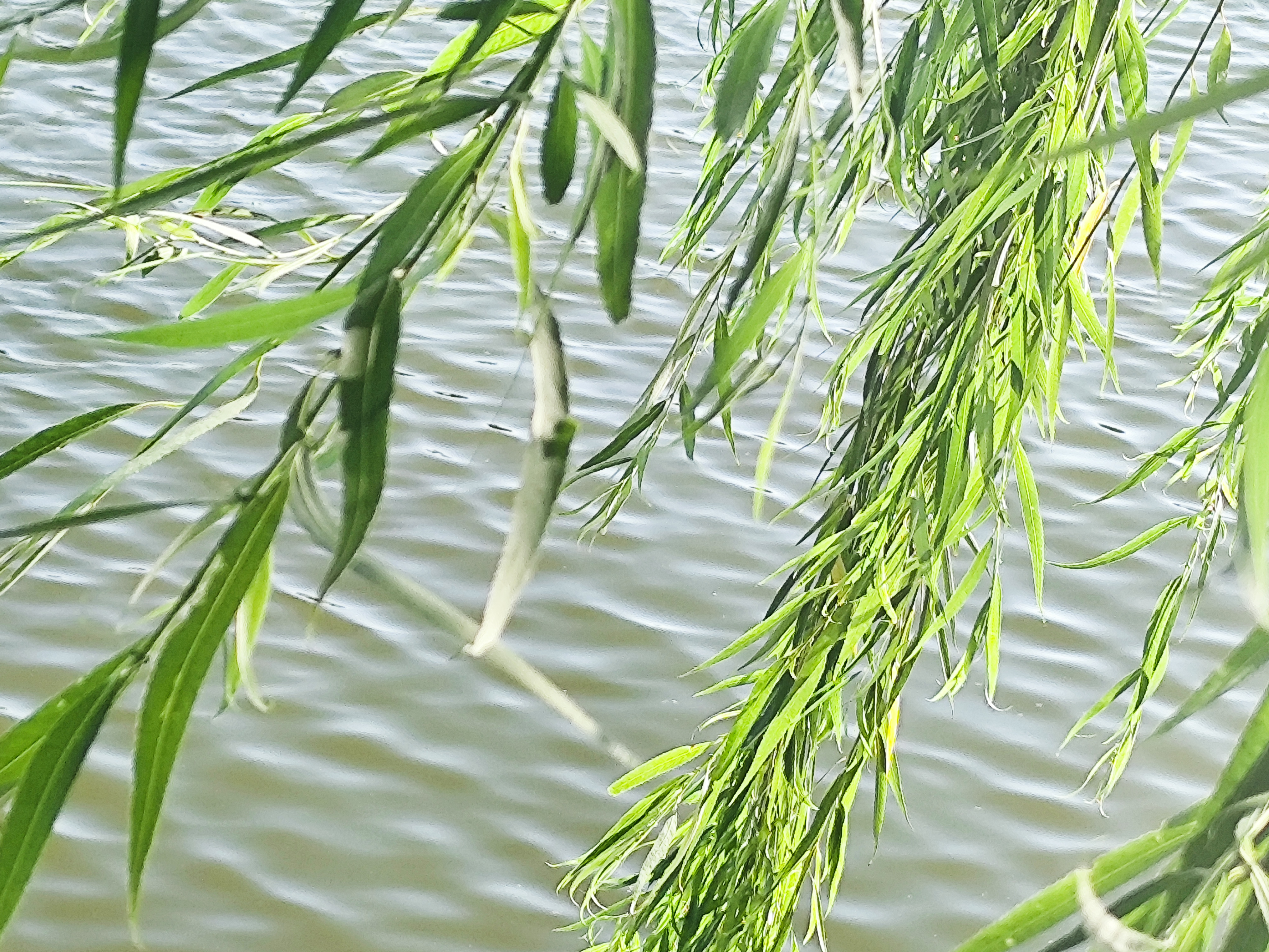莫森（MOSEN）MS-202S谱架 专业升降琴谱架 乐器通用乐谱架谱台约133cm 经典款 实拍图