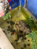 松宝（sobo）鱼缸氧气泵养鱼增氧机充氧泵家用小型制氧机氧气机鱼用充氧器低音 【升级更静 气量可调】双孔3.5W+气石套餐 实拍图
