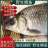微山湖野生鲫鱼土渔民捕捞活鱼现杀净膛滋补炖汤400g/袋生鲜鱼类 大号【2-3条/400g】400g*5袋 实拍图