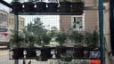 阳台花架置物架网红悬挂栏杆护栏绿萝多肉花盆挂架铁艺窗台花架子 【100长25宽12高】带3个挂钩 下单麻烦联系客服备注栏杆尺寸 实拍图