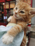 Orijen渴望猫粮 成猫幼猫粮 全价通用无谷原味鸡肉进口1.8kg效期27/5 实拍图