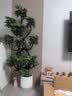 叹为观止大型植物发财树各种大颗盆栽开业乔迁客厅办公室内好养大型花卉 造型鸭脚木【1.5-1.7米】 含盆 实拍图