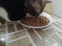阿飞和巴弟蛋奶酥猫粮成猫幼猫全价鸡肉味主粮 鸡肉鸡蛋配方1kg 实拍图