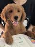 约克先生狗狗零食360g宠物泰迪幼犬成犬肉条磨牙棒洁牙咬胶鸡鸭肉干牛皮卷 实拍图