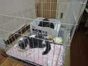 憨憨宠猫笼折叠猫笼子大号猫别墅加粗加密双层猫舍猫窝宠物猫咪用品家用 白色 850双层 实拍图