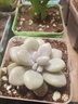 随机多肉植物盆栽新手好养易存活办公室桌面绿植含盆土节日礼物 随机发货（1盆） 实拍图