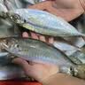 时寐东山县澳角村养殖巴浪鱼生态土豪巴浪鱼蓝圆鲹春节团圆饭食材净重 2斤4-5条 实拍图