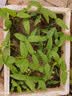 苏菲【黄油小熊】超熟睡柔棉感超长量多夜用卫生巾42cm8片姨妈巾自营 实拍图