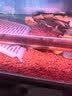 柏卡乐龟缸过滤器低水位乌龟缸吸粪吸便三合一净水循环过滤盒乌龟池专用 蓝4节-豪华套餐【培菌+去黄+除臭】 实拍图