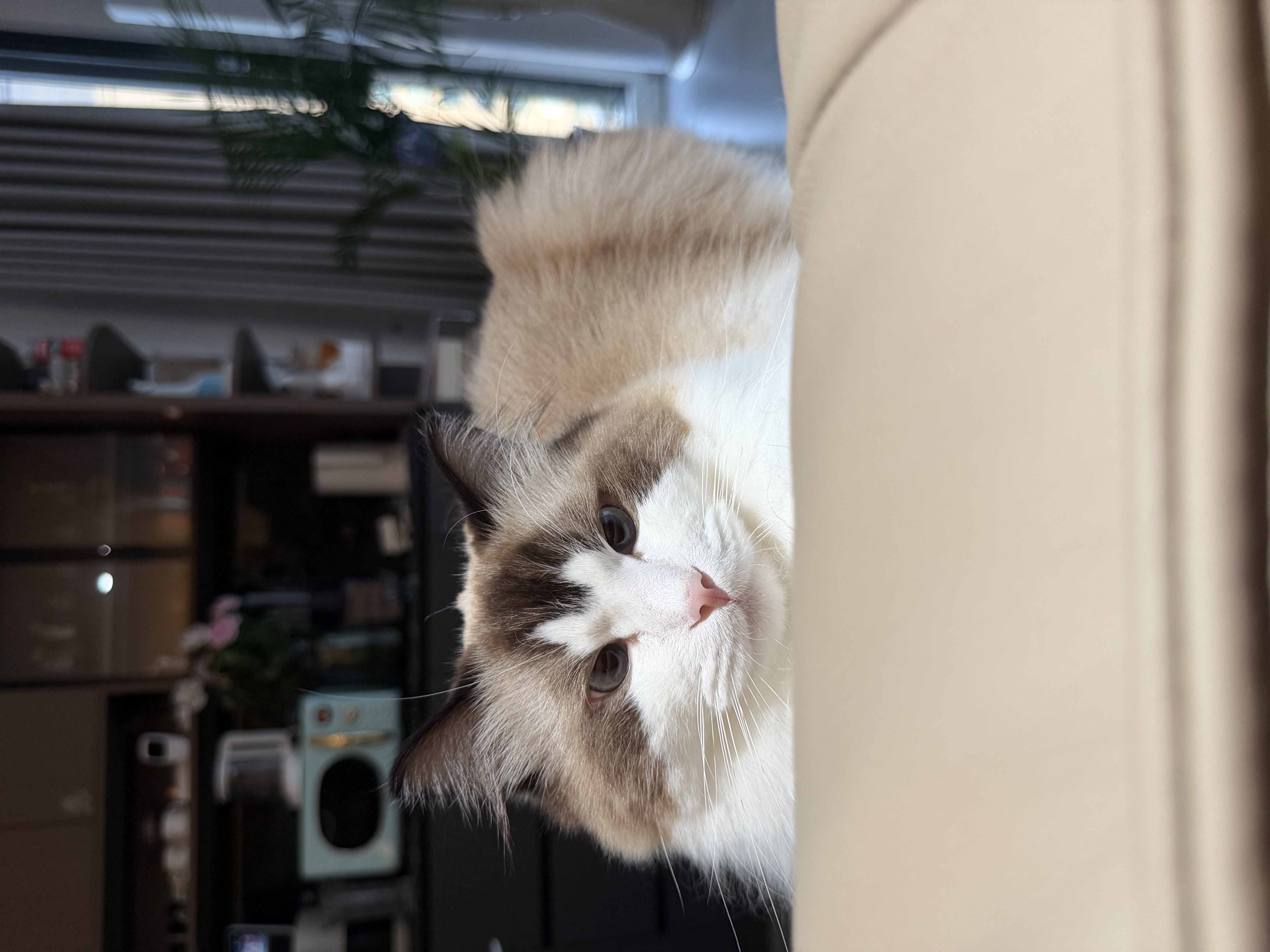 京东京造 天然钠基矿砂猫砂5kg*2 除臭钠基矿石抗菌铁锤平替 实拍图