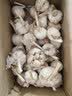 京鲜生金乡大蒜带皮新鲜 干蒜净重3斤 单果5-5.5cm 源头直发包邮 实拍图