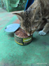 力狼（LILANG）宠物猫粮幼猫成猫零食猫湿粮猫咪猫罐头 金枪鱼+混合口味170g*12罐 实拍图