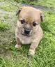 鼎鑫狗粮幼犬泰迪比熊金毛拉布拉多小型犬幼犬专用狗干粮2.5kg 实拍图