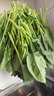 大菠菜300g 实拍图