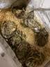 吉娜朵鲜活法国进口活体生蚝12只N0/N1/N4 生鲜牡蛎 即食刺身 源头直发 12N1 实拍图