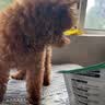 耐威克 狗狗零食 火腿肠 营养解馋 成幼犬 宠物训练奖励 泰迪金毛比熊 混合味·32支 实拍图