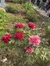 帮宝适夏季超薄超吸新清新帮纸尿裤M54透气新生儿婴儿尿不湿尿裤 实拍图