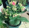沭之美 长寿花绿植观花室内盆栽 长寿花粉色+0.5塑料加仑盆 源头直发 实拍图