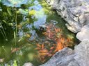 grin宝宝儿童牙膏无氟不含氟防蛀0-3-6岁婴幼儿牙膏牙龈护理70g草莓味 实拍图