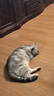 顽皮小金盾猫粮100%鲜肉成猫1.8kg 鸡肉【欧阳娜娜推荐】新老随机发货 实拍图