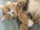 皇家猫粮 挑嘴成猫猫粮 高适口性 EF38 通用粮 12月以上 4KG 实拍图