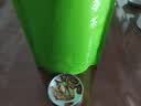 福茗源养生茶 牛蒡根茶 特级品质黄金牛蒡茶花草茶牛螃茶牛膀牛棒250g 实拍图