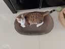 【京东物流】猫抓板磨爪猫窝一体耐磨不掉屑超大号猫玩具猫咪用品 椭圆巨无霸+猫薄荷 实拍图