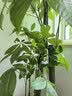 花财主天堂鸟盆栽办公室大型绿植客厅鸭脚木植物家用吸甲醛净化空气好养 步步高发财树1.7-1.8m【福字盆】 实拍图