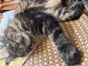 instinct进口猫粮百利无谷鸡全猫幼猫干粮11磅/5kg 实拍图