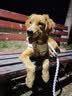 冠能狗粮大中型犬幼犬狗粮2.5kg 全价狗粮 含牛初乳 实拍图