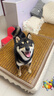 皇家狗粮 柴犬幼犬狗粮 犬粮 宠物小型犬 SIJ29 全价犬粮 2-10月 3KG 实拍图