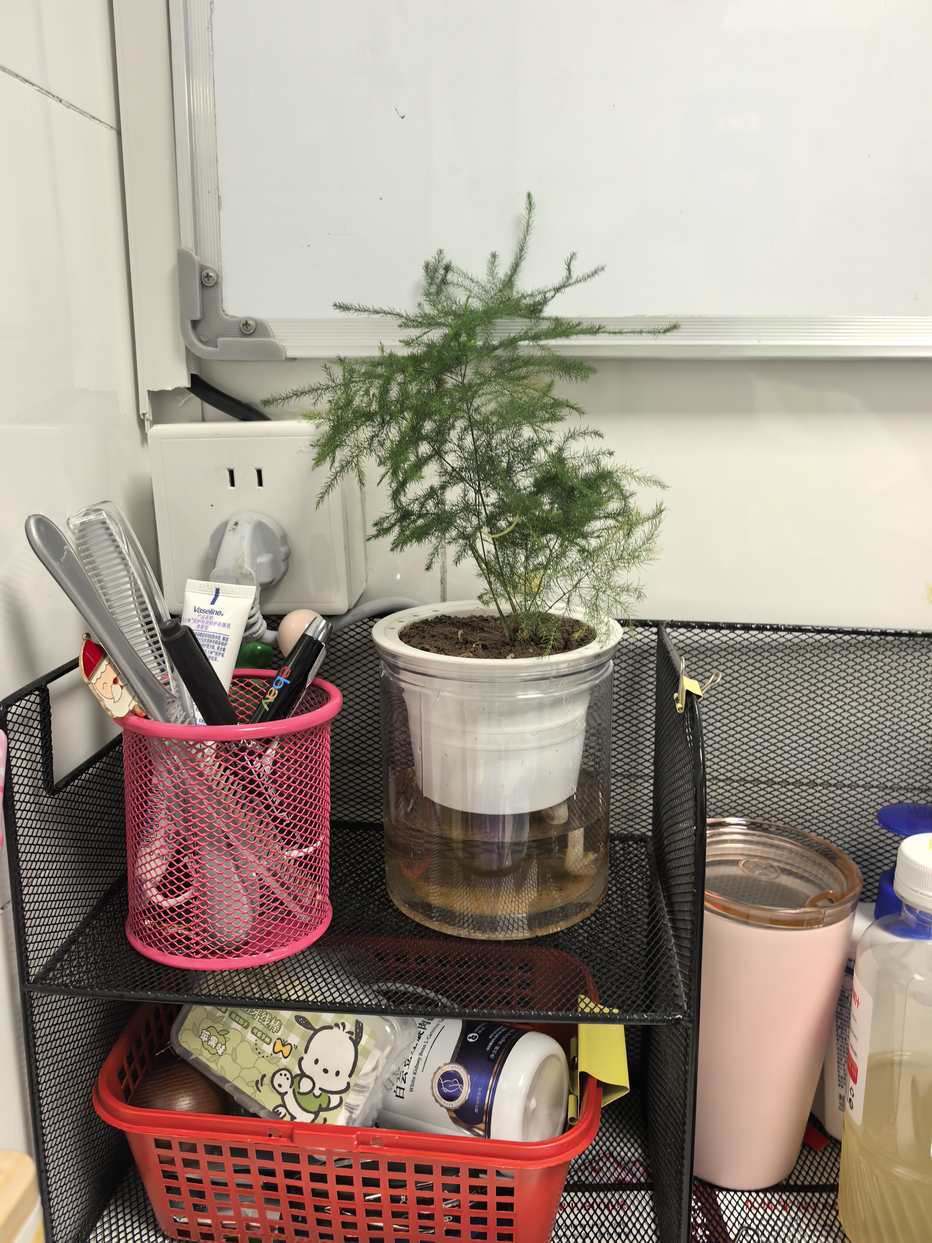 急兔四季常青盆栽水培土培绿植桌面植物易活文竹含早安盆源头直发 实拍图