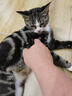 疯狂的主人猫抓板窝特大号猫玩具猫爪板猫抓盆不掉屑猫窝椭圆形瓦楞纸 实拍图