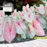 虹越（HONGYUE）高端绿植彩叶芋盆栽 多品可选室内阳台客厅装饰观叶植物 【DH彩叶芋】“白色女王”110#盆栽 实拍图