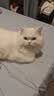 HELLOJOY猫梳子狗狗毛猫毛梳毛刷打薄刮毛神器去底绒防掉毛猫咪宠物开结刀 实拍图
