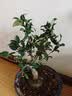 花翁海棠花盆栽树苗重瓣长寿冠盆景老桩庭院阳台绿植室内花卉源头直发 实拍图