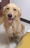 疯狂小狗中大型犬狗粮成幼犬40斤宠物边牧金毛拉布拉多鸡肉燕麦20kg囤货装 实拍图