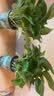 花翁金钻盆栽绿植物大盆绿萝除室内甲醛花卉水培办公净化空气源头直发 实拍图