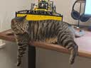 皇家猫粮 室内成猫粮 I27 通用粮 12月以上 10KG 实拍图