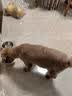 冠能狗粮成犬小型犬狗粮7kg 挑食美毛亮眼 全价狗粮  实拍图