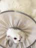 猫八万伊丽莎白圈绝育护理项圈猫咪狗狗美容脖圈防舔咬头套脖圈 灰L 实拍图
