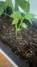德沃多蔬菜营养土15L带肥料 园艺种菜土壤阳台盆栽蔬菜通用型 实拍图