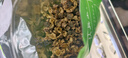 福茗源花草茶 菊花茶胎菊250g 特级无硫头采胎菊茶白菊花蕾泡水喝养生茶 实拍图