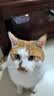 鼎伴抗过敏猫粮防猫毛过敏减少过敏鼎半全价幼猫成猫粮4效清敏主粮50g 实拍图