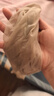 浪莎丝袜女菠萝袜夏季超薄任意剪女士性感显瘦美腿袜春夏连裤袜 实拍图
